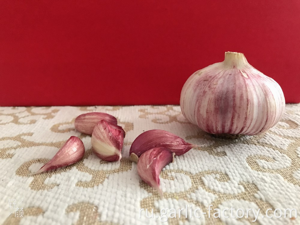Garlic wholesale Hot sales